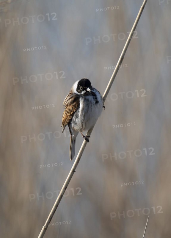 Reed bunting (Emberiza schoeniclus), reed bunting, sitting in the reeds on a branch that runs diagonally through the picture, looking to the right, Dortmund, Phönixsee, Germany, Europe