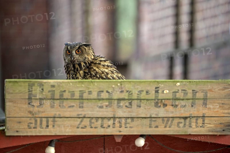 Eurasian eagle-owl (Bubo bubo), adult male, with beer garden sign, Ewald colliery, Herten, Ruhr area, North Rhine-Westphalia, Germany, Europe