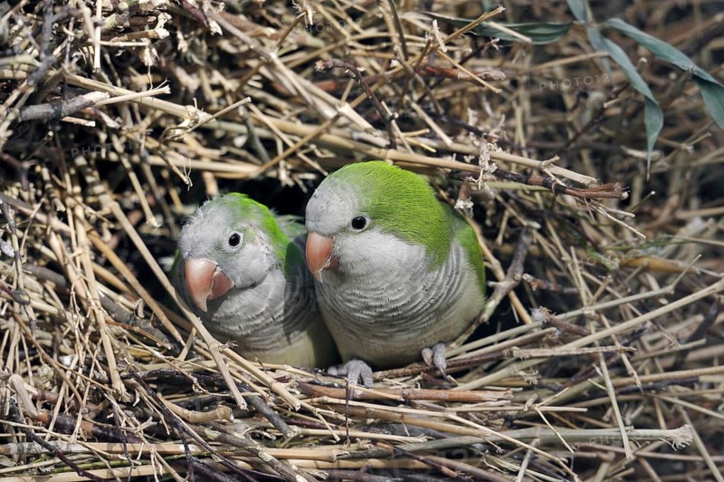 Monk parakeet (Myiopsitta monachus) with young bird in nest, captive, occurrence in South America