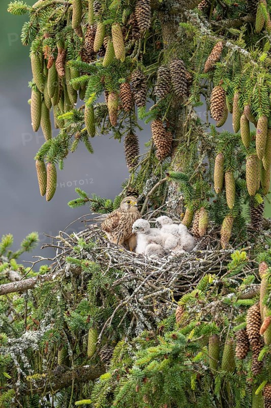 Common kestrel (Falco tinnunculus), female adult bird with young birds not yet ready to fly in the nest, Rhineland-Palatinate, Germany, Europe