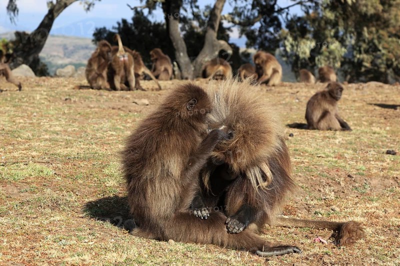 In the highlands of Abyssinia, in the Semien Mountains, landscape in the Semien Mountains National Park, blood-breasted baboons, Theropithecus gelada, rare primate species in the highlands of Ethiopia, cheek pouch monkey, Ethiopia, Africa