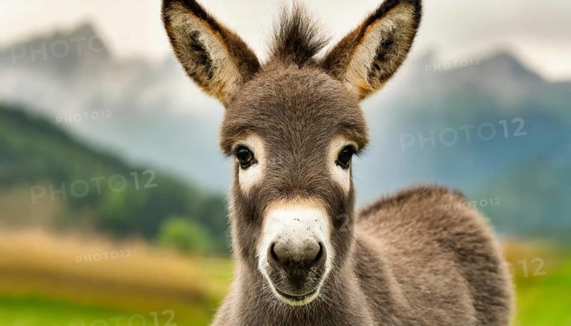 Young donkey, foal, 2 weeks old, portrait