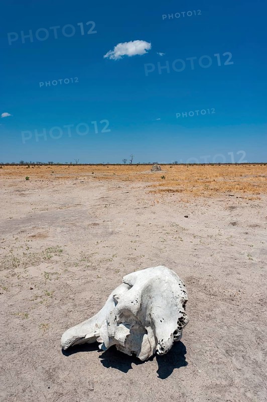 Elephant skull (Loxodonta africana), skull, skeleton, death, poacher, landscape, steppe, aridity, drought, climate change, Savuti area, Chobe National Park, Botswana, Africa