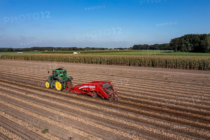 Potato harvest, so-called split harvesting method, first the tubers are taken out of the ground with a row layer, photo, then, after a short drying phase, collected with a bunker harvester and loaded, North Rhine-Westphalia, Germany, Europe