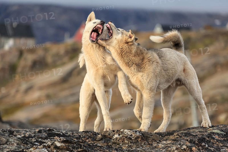 Greenland dogs, two huskies fighting, fight, Tasiilaq, East Greenland, Greenland, North America