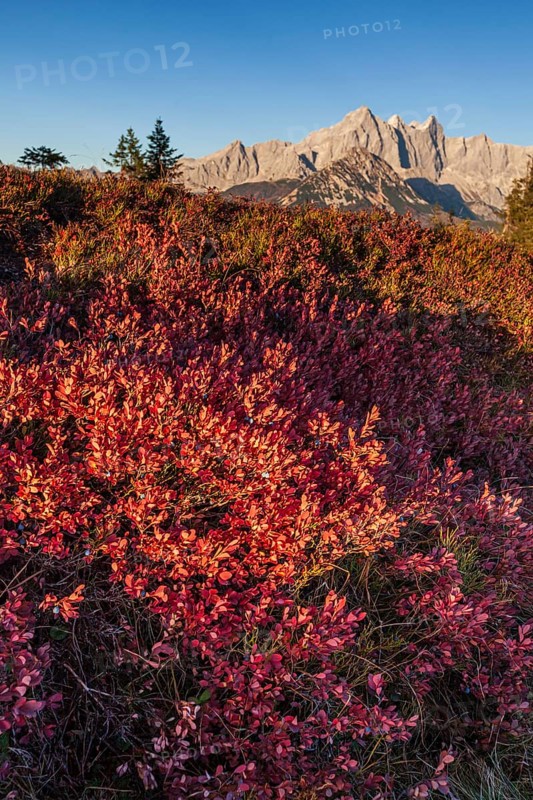 Autumn colouring of blueberry (Vaccinium) in front of mountains, Dachstein Mountains, Austria, Europe