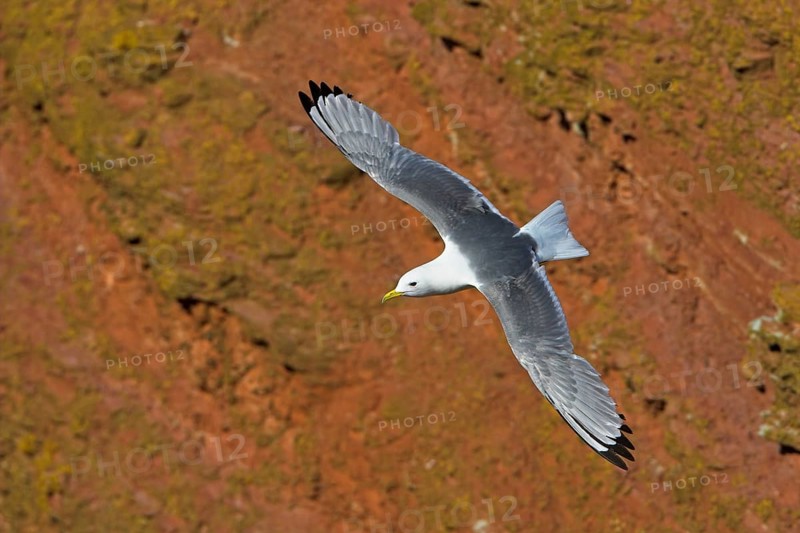 Kittiwake, flight photo, Heligoland Island, (Rissa tridactyla), Heligoland, Heligoland Island, Schleswig-Holstein, Federal Republic of Germany