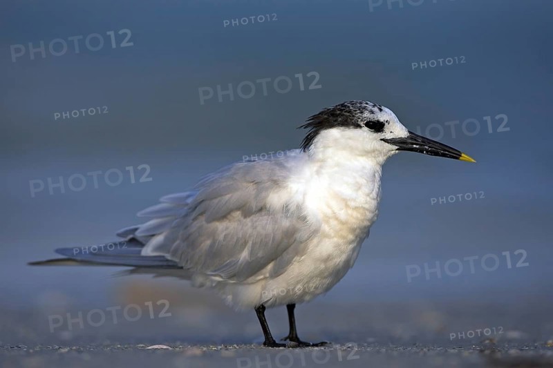Sandwich tern (Sterna sandvicensis), Bowman's Beach, Sanibel Island, Florida, USA, North America