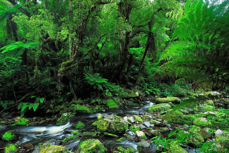 Rainforest, Maclennan River, Catlins Forest Park, Otago, South Island New Zealand, Otago, South Island, New Zealand, Oceania