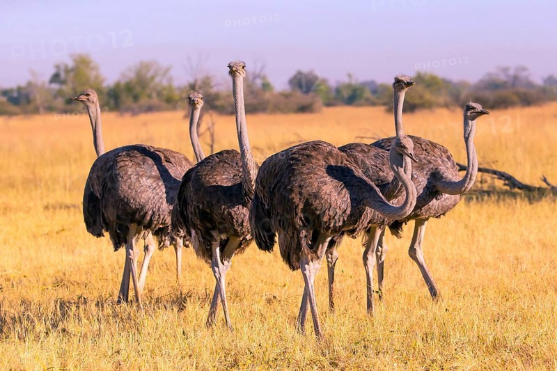 Struthio camelus, Ostrich, Botswana, Africa, Wildlife, Africa