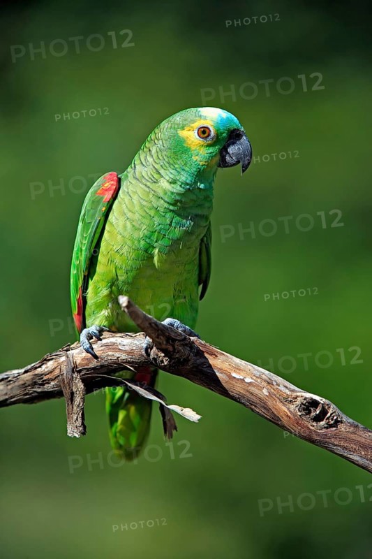 Blue-fronted Amazon (Amazona aestiva), Red-fronted Amazon, Yellow-fronted Amazon, Yellow-winged Amazon, tree, Pantanal, Brazil, South America