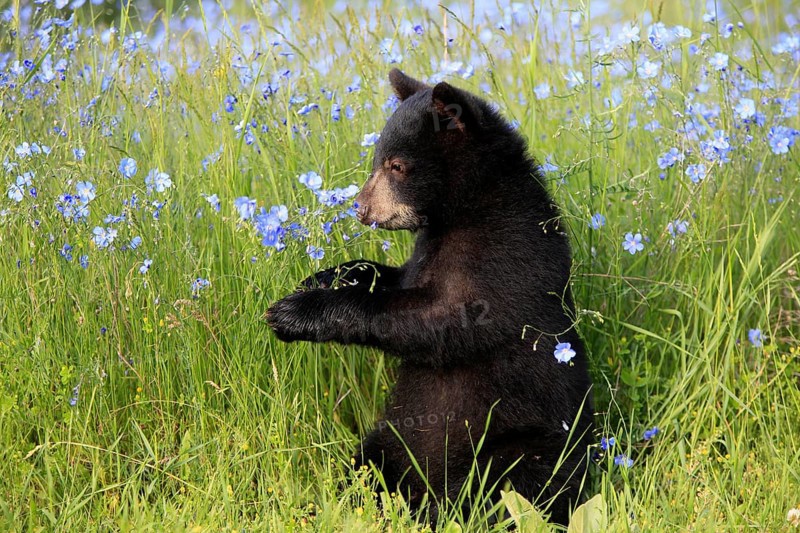 American Black Bear (Ursus americanus), young, flowers, meadow, six months old, Montana, USA, North America