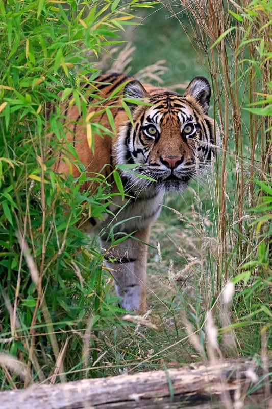 Sumatran tiger (Panthera tigris sumatrae), adult, alert, portrait