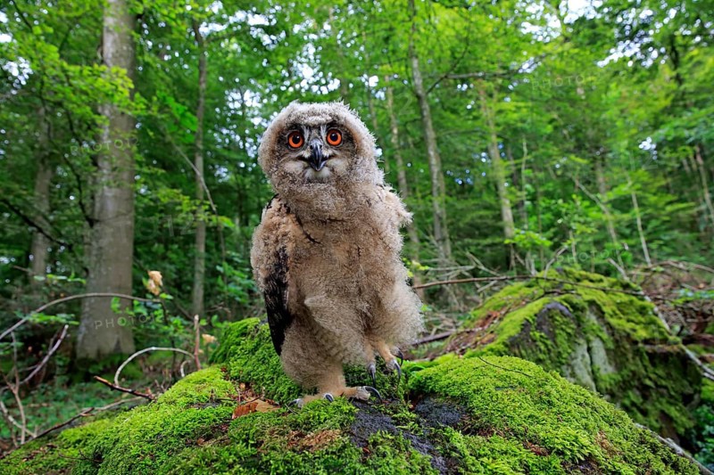 Eurasian Eagle-owl (Bubo bubo), juvenile, subadult, sitting on rocks, attentive, Eifel, Germany, Europe
