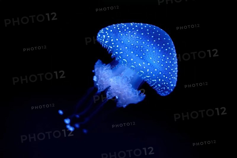 Bioluminescent Jellyfish Phyllorhiza punctata white-spotted jellyfish aka floating bell, Australian spotted jellyfish luminescent underwater