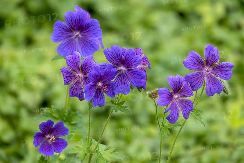 Cranesbill (Geranium), Münsterland, North Rhine-Westphalia, Germany, Europe