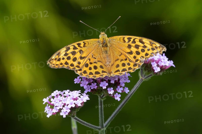 Silver-washed fritillary butterfly (Argynnis paphia) adult insect feeding on a purple garden Verbena flower, Suffolk, England, United Kingdom, Europe