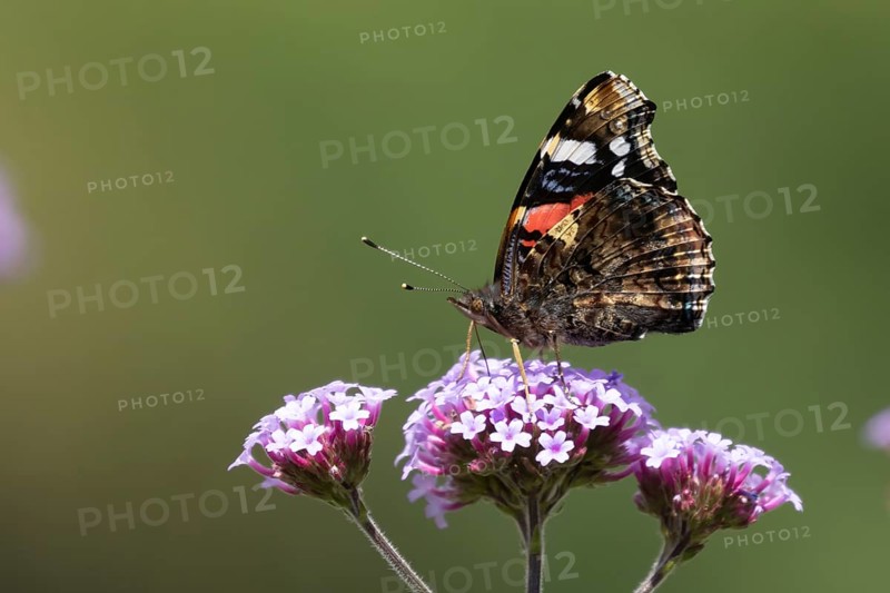 Red admiral butterfly (Vanessa atalanta) adult insect feeding on a purple garden Verbena flower, Suffolk, England, United Kingdom, Europe