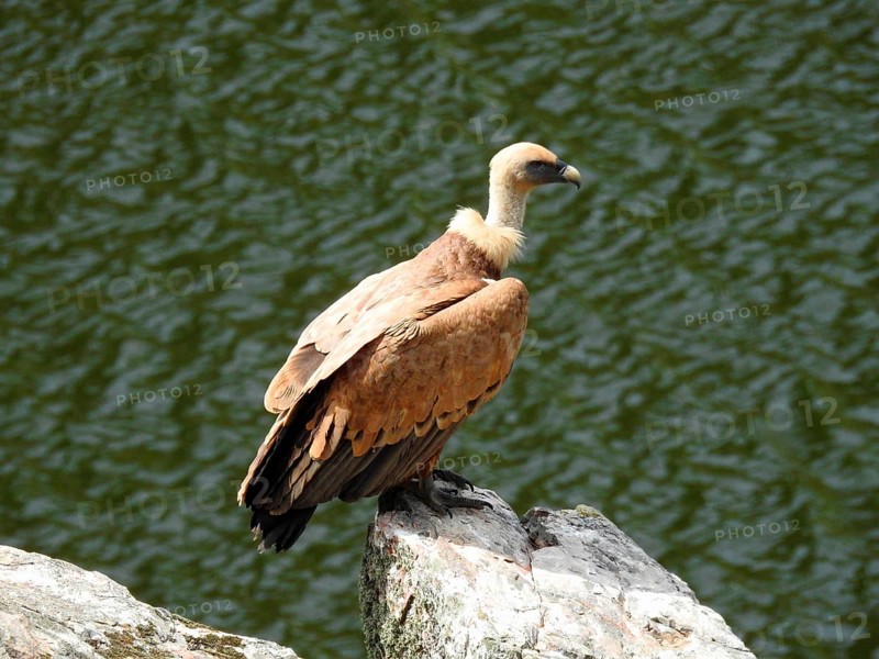 A vulture sits attentively on a rock with water in the background, griffon vulture (Gyps fulvus), Monfragüe National Park, Parque Nacional de Monfragüe, Cáceres province, Extremadura region, Spain, Europe