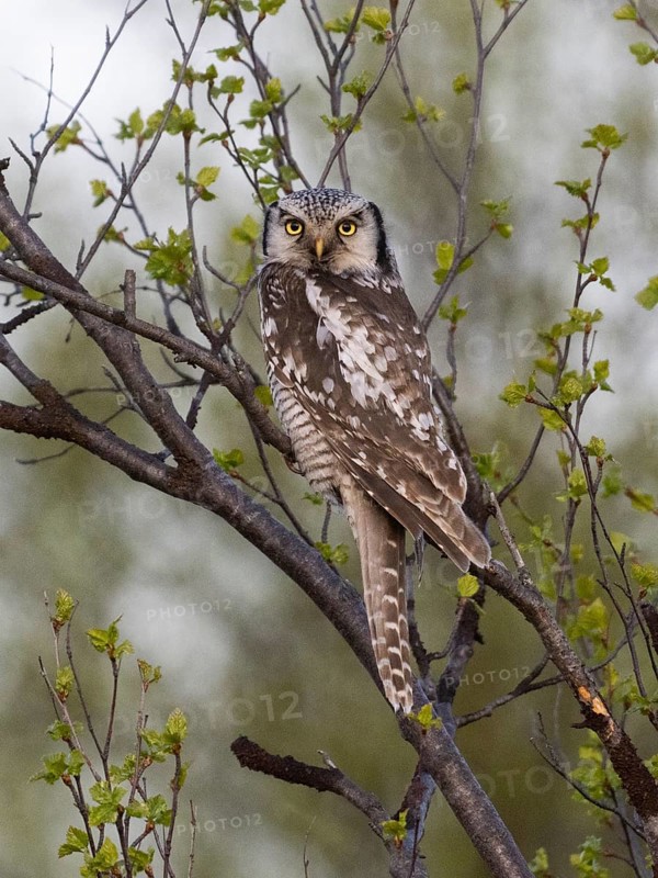 Hawk Owl (Surnia ulula), adult male, perched in a Hairy Birch tree (Betula pubescens), May, Finnish Lapland