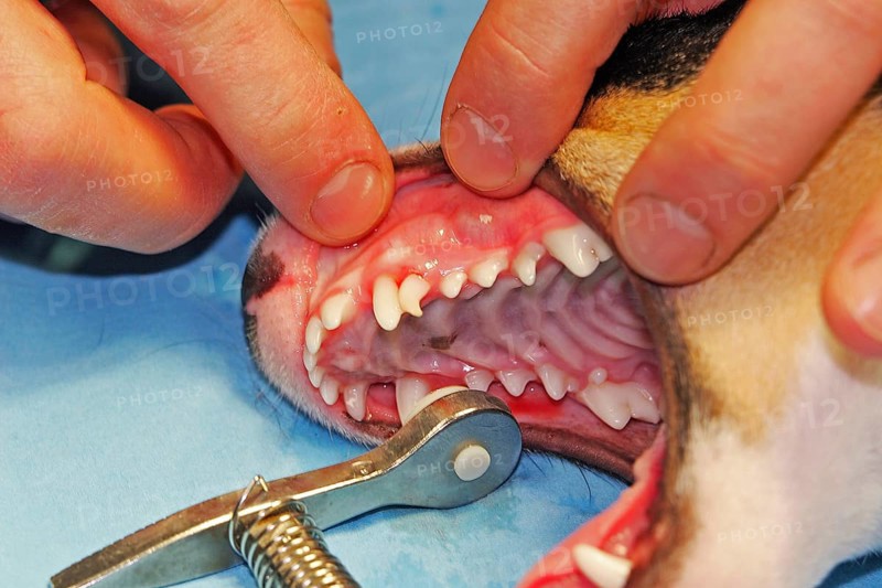 Extraction of a denscaninus, removal of a milk canine Jack Russell Terrier, vet
