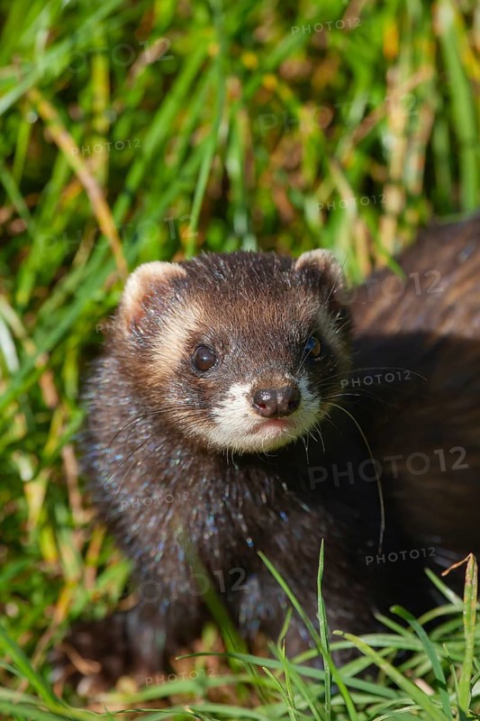 European polecat (Mustela putorius) adult animal in grassland, United Kingdom, Europe