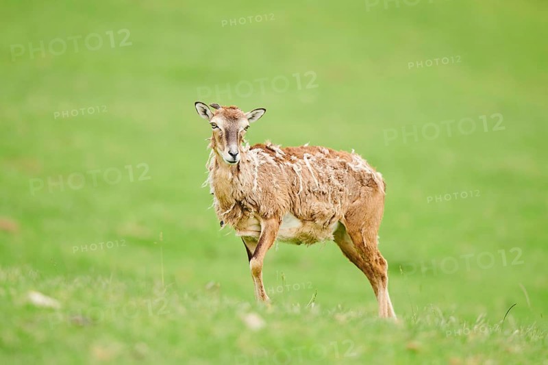 European mouflon (Ovis aries musimon) ewe standing on a meadow, tirol, Kitzbühel, Wildpark Aurach, Austria, Europe
