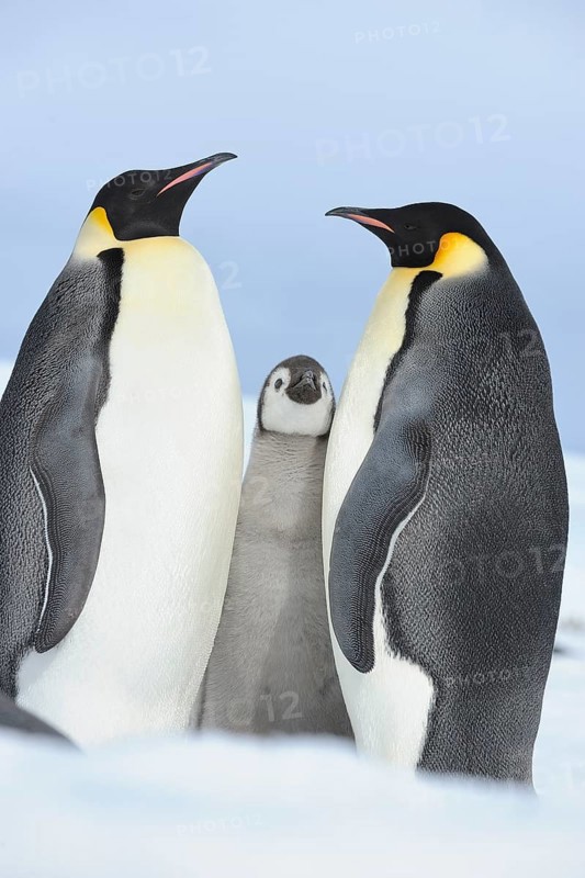 Emperor penguins (Aptenodytes forsteri), Pair with Chick, Snow Hill Island, Antartic Peninsula, Antarctica