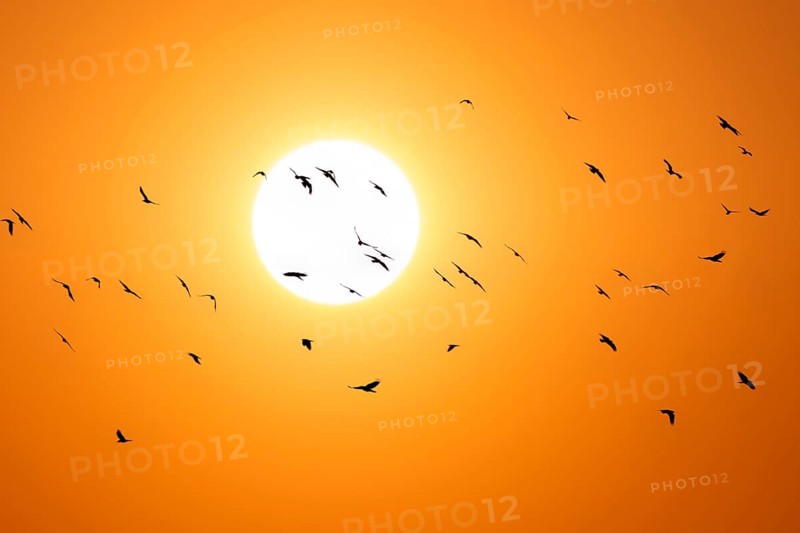 Flying crows in front of the sun, flock of birds, sunset, Baden-Württemberg, Germany, Europe