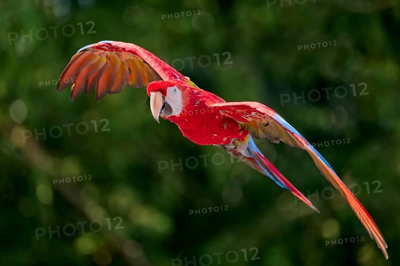 Scarlet Macaw (Ara macao) in flight, captive, Lower Saxony, Germany, Europe