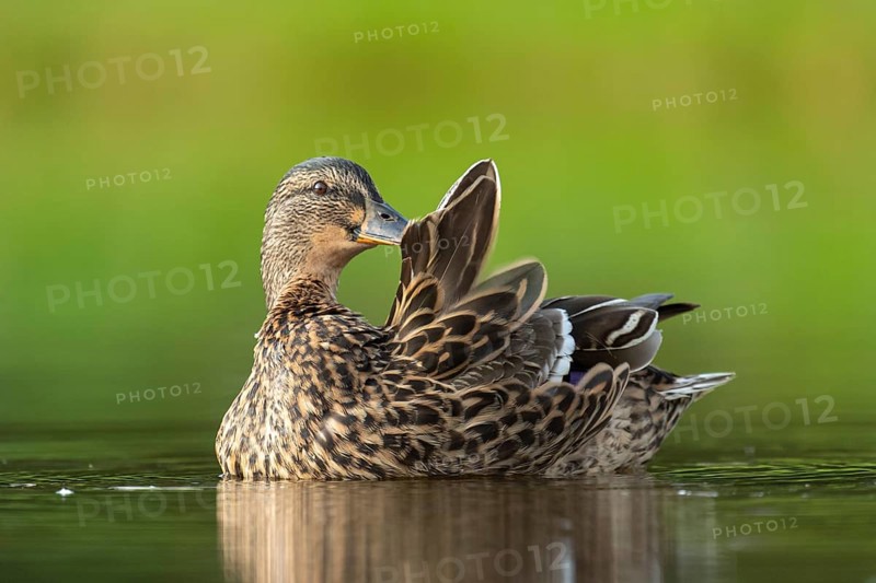 Mallard (Anas platyrhynchos) grooming, female, Aviemore, Scotland, Great Britain