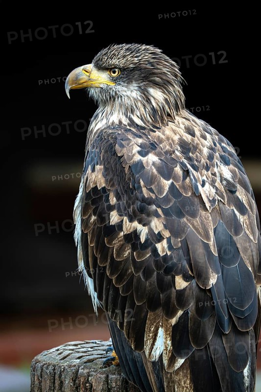 Young bird of an eagle sits on a wooden stump and looks sideways, Germany, Europe