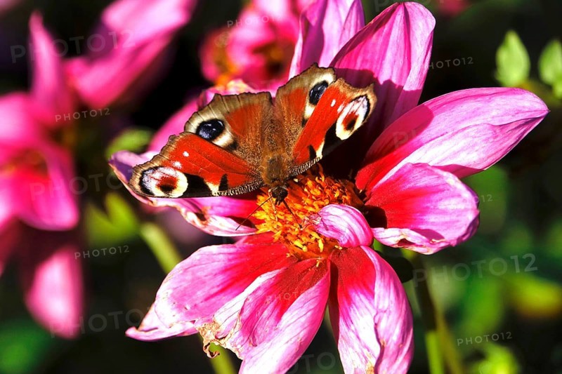 Peacock butterfly (Inachis io) on a dahlia, October, Saxony, Germany, Europe