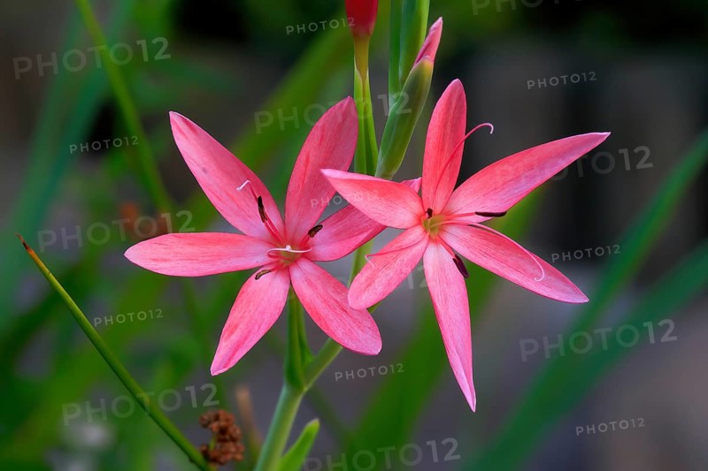 River lily (Hesperantha coccinea), flowering, blooming, at a pond, Elllerstadt, Germany, Europe