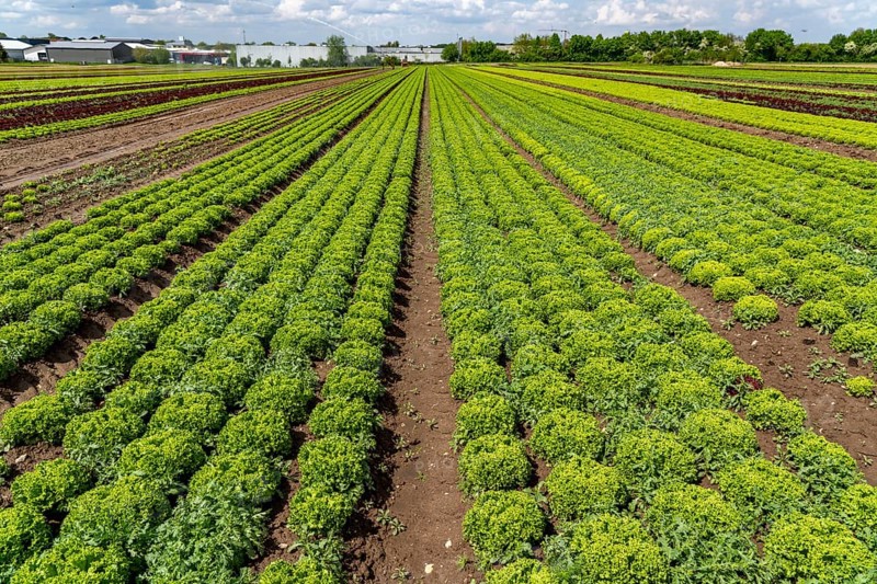 Agriculture, lettuce growing in a field, Lollo Bionda, in long rows of plants, North Rhine-Westphalia, Germany, Europe