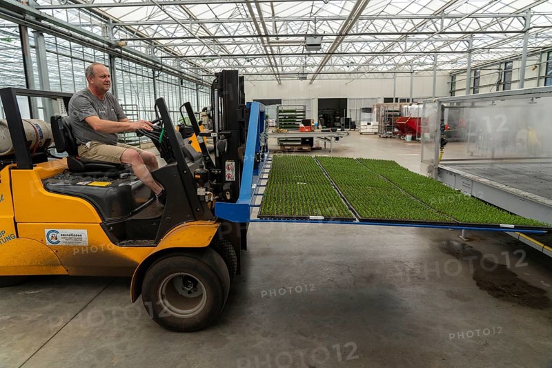 Garden nursery, cuttings, heather, broom heather, Calluna vulgaris are planted by hand in small pots, trays, to allow them to grow in front of they are later repotted in larger pots when they have developed their own roots, transport to the propagation house, North Rhine-Westphalia, Germany, Europe