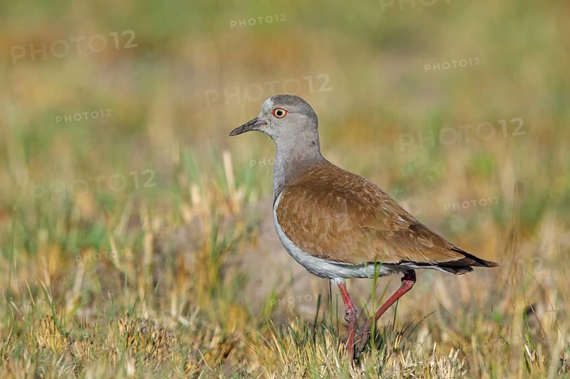 Black-winged Lapwing, (Vanellus melanopterus), Midmar Nature Reserve, Howick, KwaZulu-Natal, South Africa, Africa