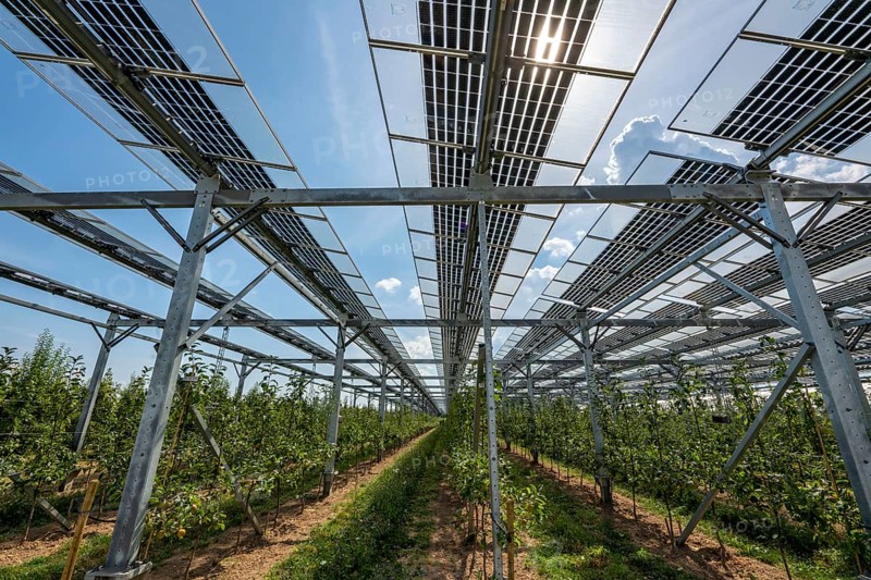 Agri-photovoltaic test plant, an apple orchard with two different systems of PV modules was roofed over 3000 square metres, rain and sunlight comes through, at the same time protection against hail and heavy rain, next to it are the same trees but without a solar roof, as a comparison object, how the PV roof affects the trees and harvest, the field test is accompanied by the Fraunhofer Institute for Solar Energy Systems ISE, in Grafschaft-Gelsdorf, Rhineland-Palatinate, Germany, Europe