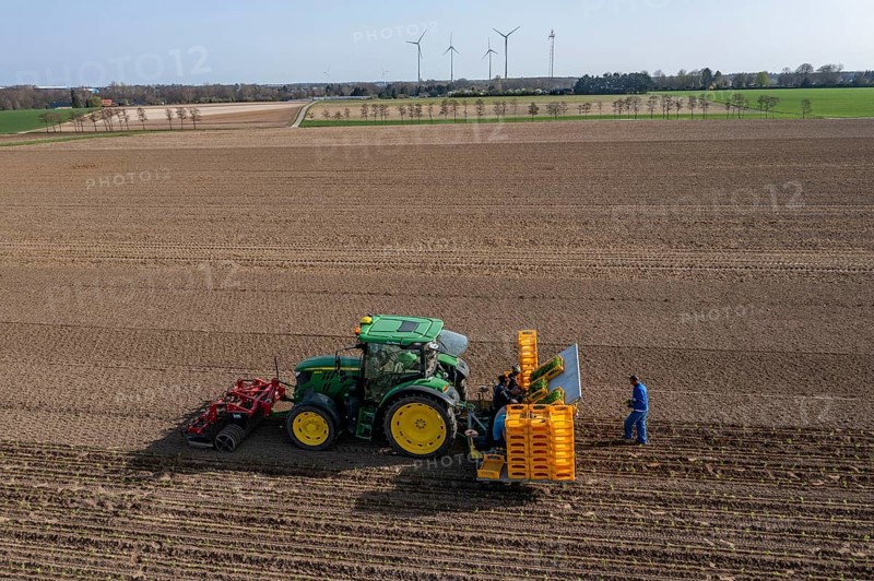Vegetable cultivation, celery plants are planted in the field with a planting machine, Niederkrüchten, North Rhine-Westphalia, Germany, Europe
