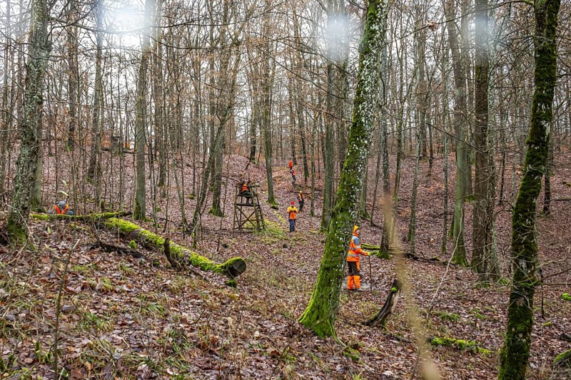 Driven hunt, party hunt in Schönbuch near Böblingen. Drivers in protective clothing drive the game out of the forest, Baden-Württemberg, Germany, Europe