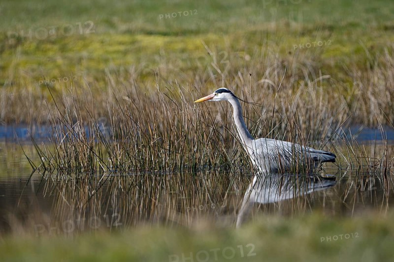 Grey heron (Ardea cinerea), hunting, in the water, Dingdener Heide nature reserve, North Rhine-Westphalia, Germany, Europe
