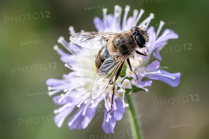 Drone fly (Eristalis interrupta) on water mint (Mentha aquatica), Emsland, Lower Saxony, Germany, Europe