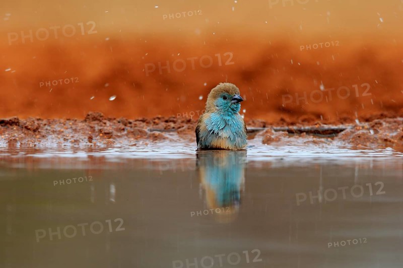 Angolan butterfly finch (Uraeginthus angolensis), blue-eared butterfly finch, adult, at the water, bathing, Kruger National Park, Kruger National Park, Krugerpark, South Africa, Africa