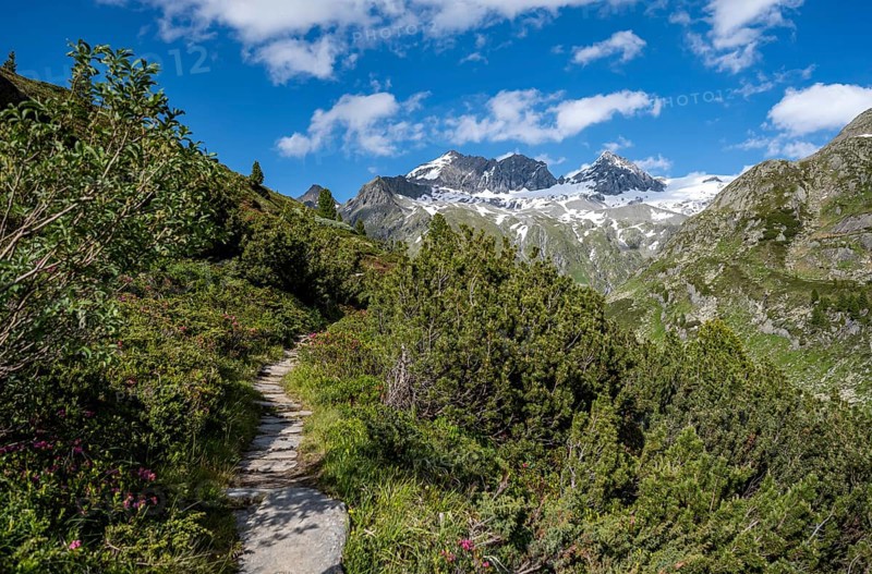 Mountain landscape with hiking trail through mountain pines, behind summit Großer Mörcher, Berliner Höhenweg, Zillertal Alps, Zillertal, Tyrol, Austria, Europe