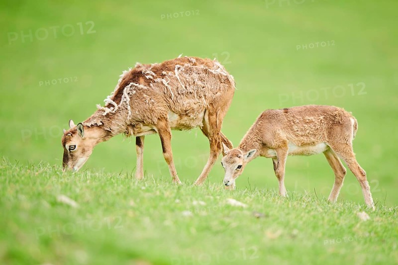 European mouflon (Ovis aries musimon) ewe with her youngster standing on a meadow, tirol, Kitzbühel, Wildpark Aurach, Austria, Europe