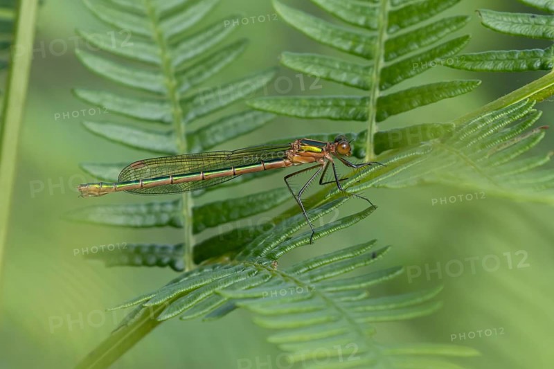 Emerald damselfly (Lestes sponsa) adult female insect resting on a Bracken leaf, Suffolk, England, United Kingdom, Europe