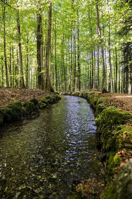 Stream and hiking trail in the forest, Heidenwuhr, Rickenbach, Hotzenwald, Southern Black Forest, Black Forest, Baden-Württemberg, Germany, Europe