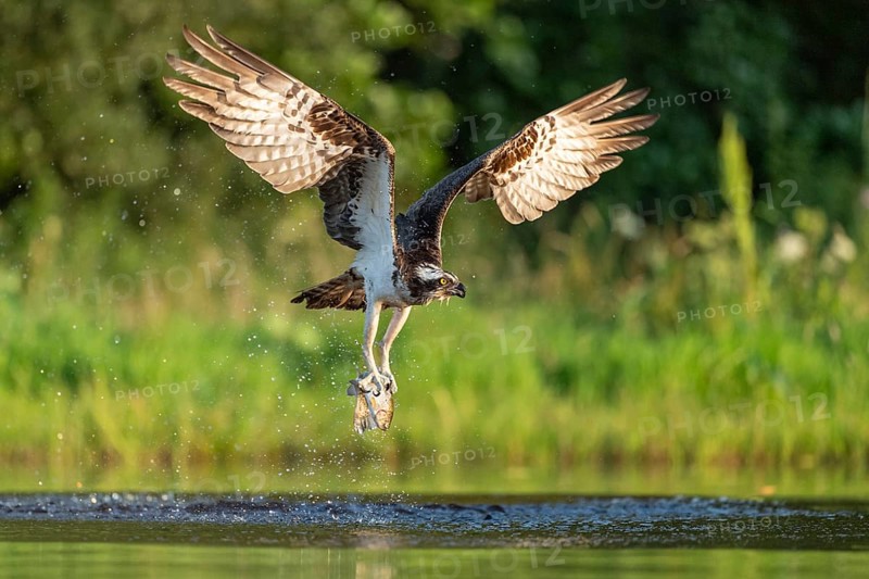 Western osprey (Pandion haliaetus) hunting, Aviemore, Scotland, Great Britain