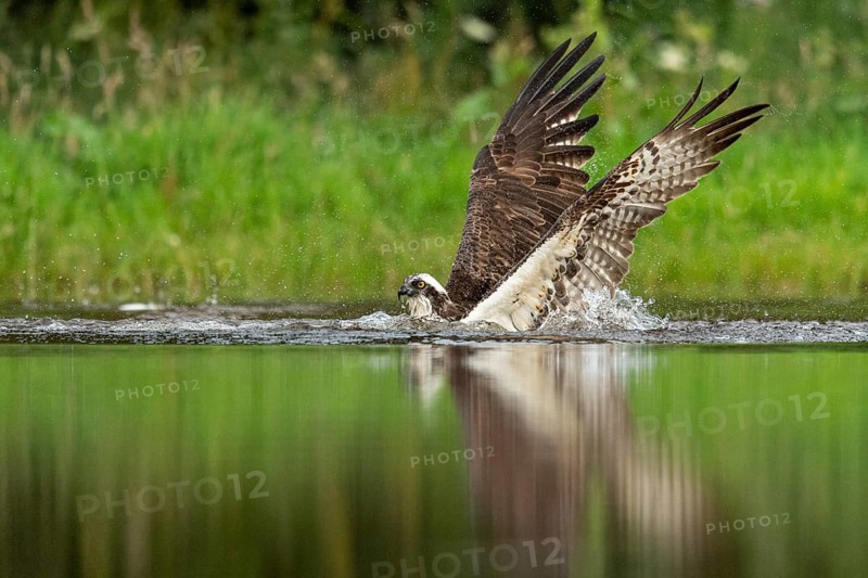 Western osprey (Pandion haliaetus) hunting, Aviemore, Scotland, Great Britain