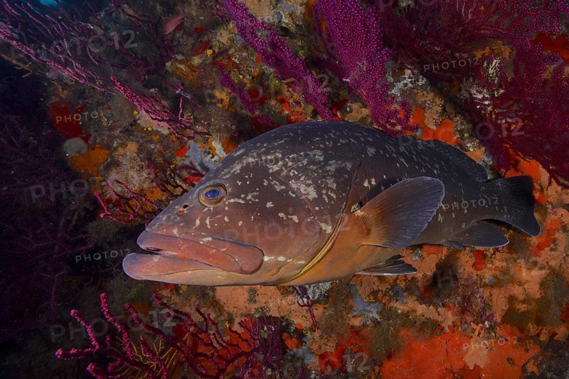 Dusky grouper (Epinephelus marginatus) (Mycteroperca marginatus) and violescent sea-whip (Paramuricea clavata) in the Mediterranean near Hyères. Dive site marine reserve Port Cros, Côte d'Azur, France, Europe